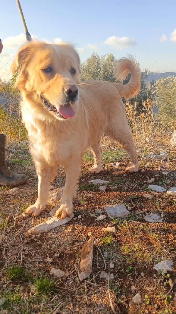 River, un amore di Simil Golden Retreiver Foto 4